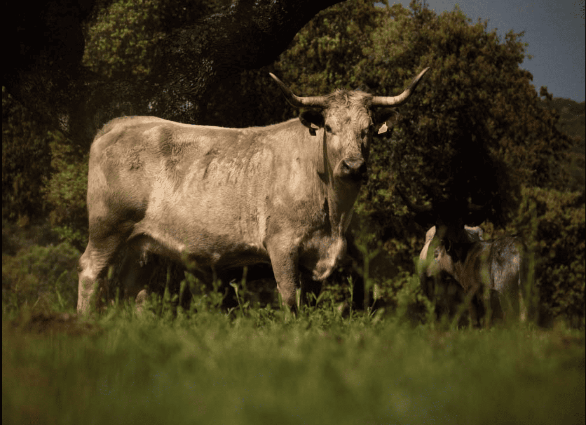 La carne de calidad, aliada clave en el crecimiento y desarrollo infantil